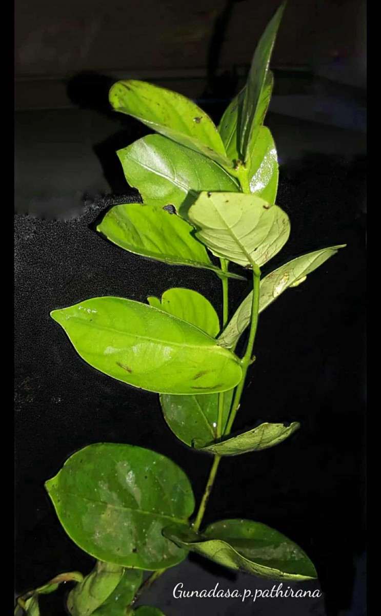 Diospyros oppositifolia Thwaites